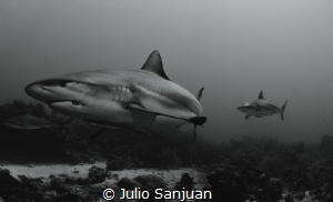 sharks in cara a cara dive site by Julio Sanjuan 